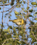 Nashville Warbler 7466
